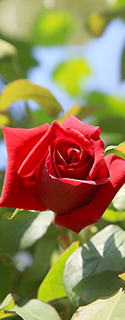 Eine Rose im Park